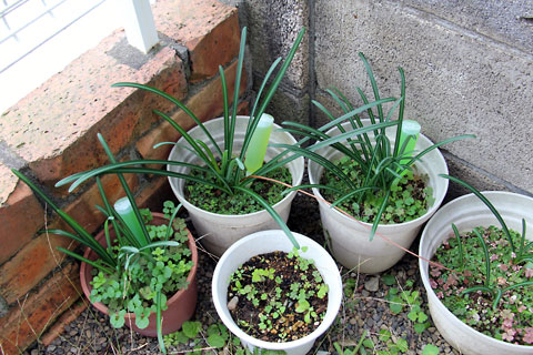 f:id:takahikonojima:20141105230830j:plain