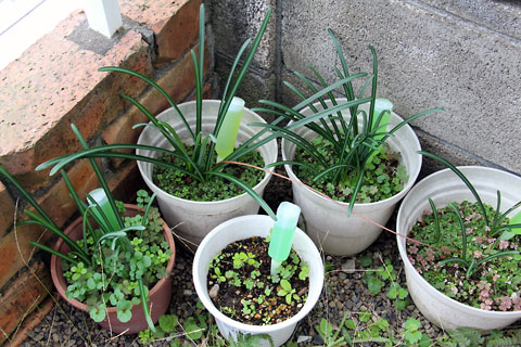 f:id:takahikonojima:20141106122615j:plain