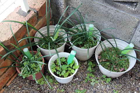 f:id:takahikonojima:20141207100440j:plain f:id:takahikonojima:20141207100440j:plain