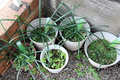 f:id:takahikonojima:20141227090249j:plain