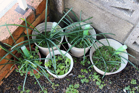 f:id:takahikonojima:20141230121813j:plain f:id:takahikonojima:20141230121813j:plain