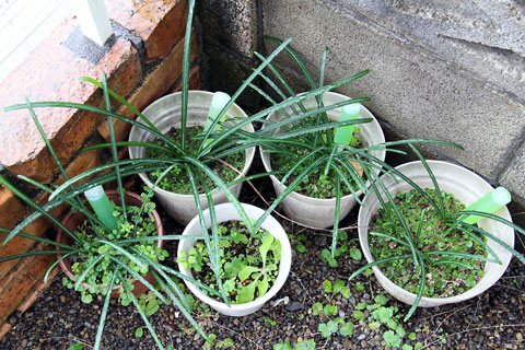 f:id:takahikonojima:20141230121833j:plain f:id:takahikonojima:20141230121833j:plain