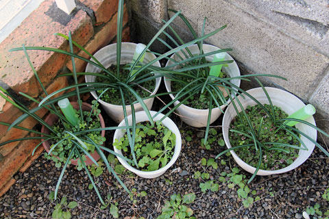 f:id:takahikonojima:20141231153737j:plain f:id:takahikonojima:20141231153737j:plain