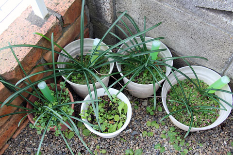 f:id:takahikonojima:20150103113548j:plain f:id:takahikonojima:20150103113548j:plain