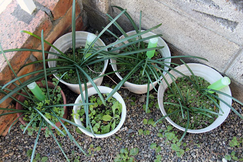 f:id:takahikonojima:20150103113554j:plain f:id:takahikonojima:20150103113554j:plain