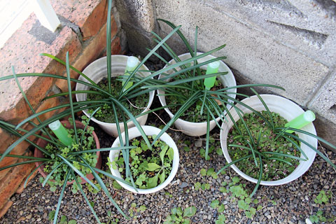 f:id:takahikonojima:20150105095246j:plain