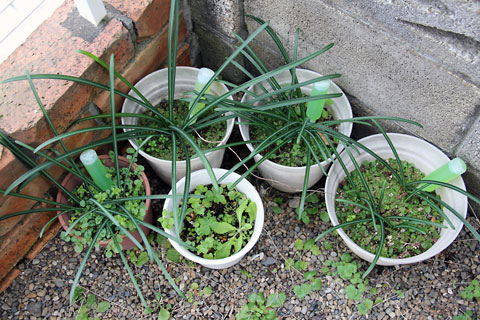 f:id:takahikonojima:20150107144041j:plain