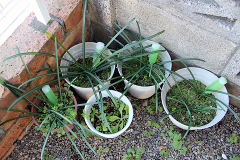 f:id:takahikonojima:20150110162850j:plain