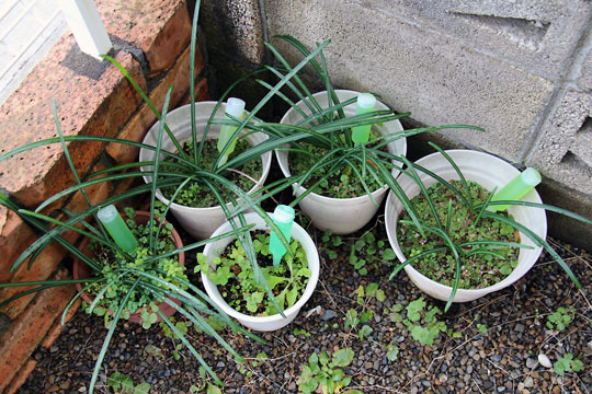 f:id:takahikonojima:20150124232248j:plain