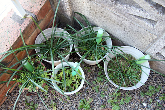 f:id:takahikonojima:20150308015521j:plain f:id:takahikonojima:20150308015521j:plain