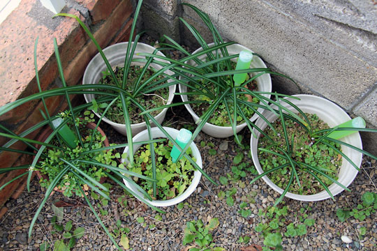 f:id:takahikonojima:20150308015526j:plain f:id:takahikonojima:20150308015526j:plain