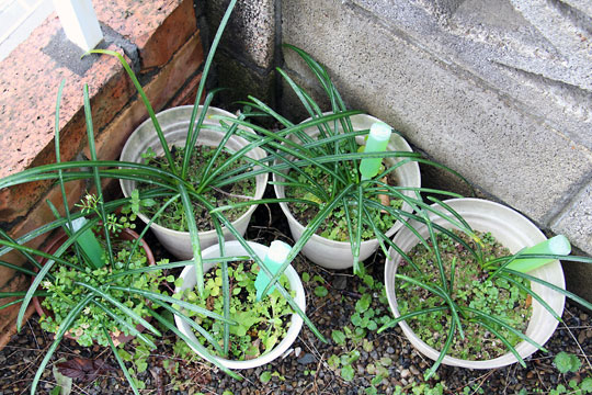 f:id:takahikonojima:20150308015532j:plain f:id:takahikonojima:20150308015532j:plain