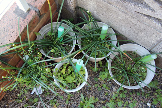 f:id:takahikonojima:20150328110527j:plain