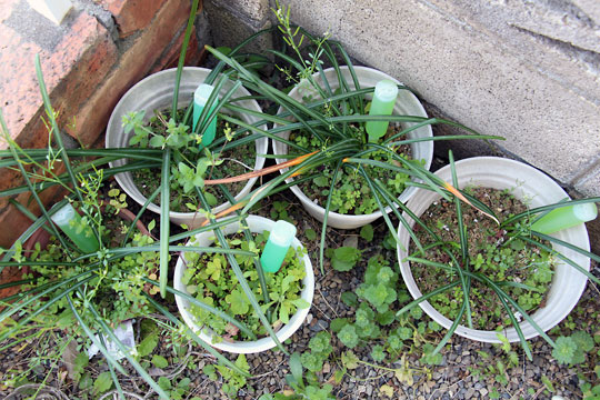 f:id:takahikonojima:20150404095153j:plain f:id:takahikonojima:20150404095153j:plain