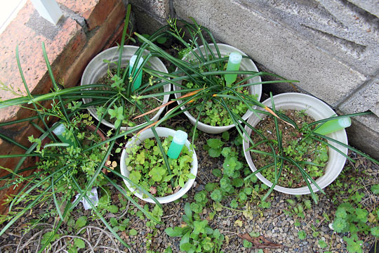 f:id:takahikonojima:20150404095159j:plain f:id:takahikonojima:20150404095159j:plain