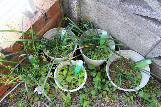 f:id:takahikonojima:20150404095209j:plain f:id:takahikonojima:20150404095209j:plain