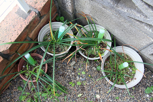 f:id:takahikonojima:20150427213552j:plain f:id:takahikonojima:20150427213552j:plain