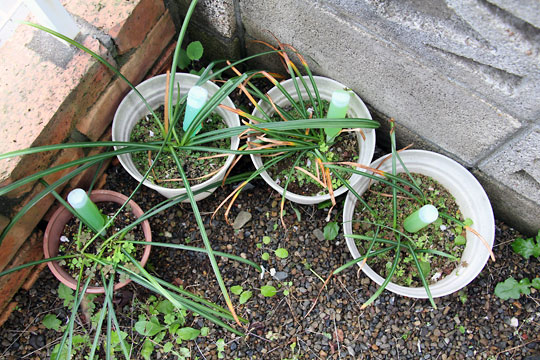 f:id:takahikonojima:20150427213603j:plain f:id:takahikonojima:20150427213603j:plain