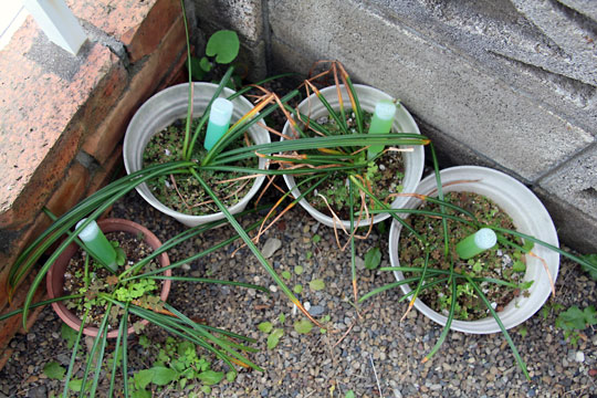 f:id:takahikonojima:20150427213626j:plain f:id:takahikonojima:20150427213626j:plain