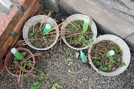 f:id:takahikonojima:20150516095317j:plain f:id:takahikonojima:20150516095317j:plain