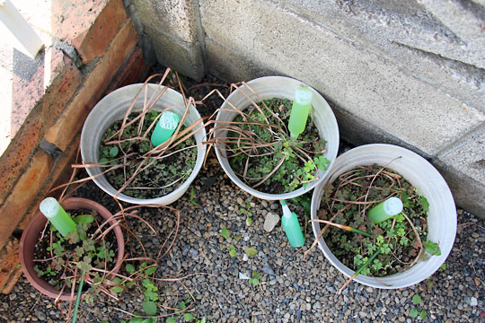 f:id:takahikonojima:20150516095340j:plain f:id:takahikonojima:20150516095340j:plain