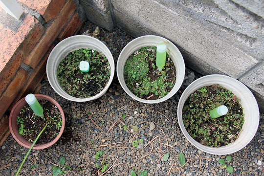 f:id:takahikonojima:20150530202406j:plain