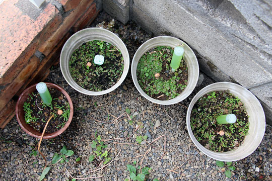 f:id:takahikonojima:20150530202428j:plain