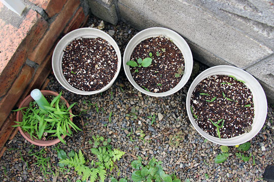 f:id:takahikonojima:20150620204428j:plain f:id:takahikonojima:20150620204428j:plain