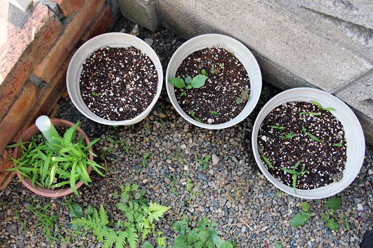 f:id:takahikonojima:20150620204433j:plain f:id:takahikonojima:20150620204433j:plain