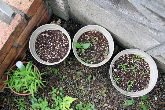 f:id:takahikonojima:20150620204446j:plain f:id:takahikonojima:20150620204446j:plain