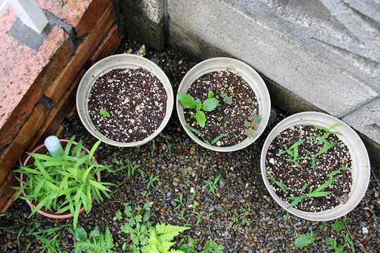 f:id:takahikonojima:20150620204453j:plain f:id:takahikonojima:20150620204453j:plain