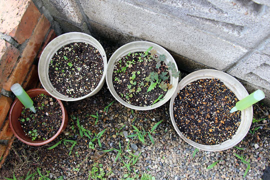 f:id:takahikonojima:20150704100116j:plain