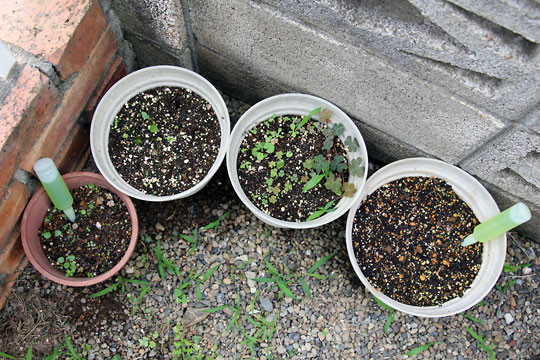 f:id:takahikonojima:20150704100131j:plain