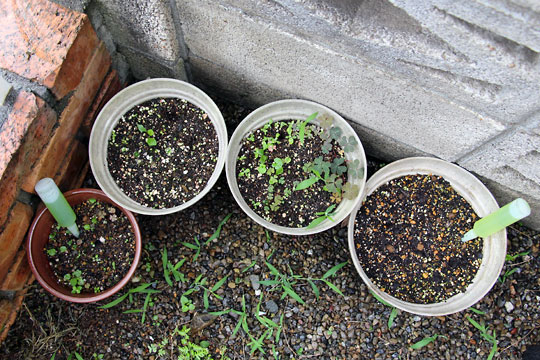 f:id:takahikonojima:20150704100145j:plain