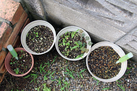 f:id:takahikonojima:20150704100159j:plain