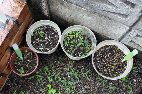 f:id:takahikonojima:20150704100211j:plain