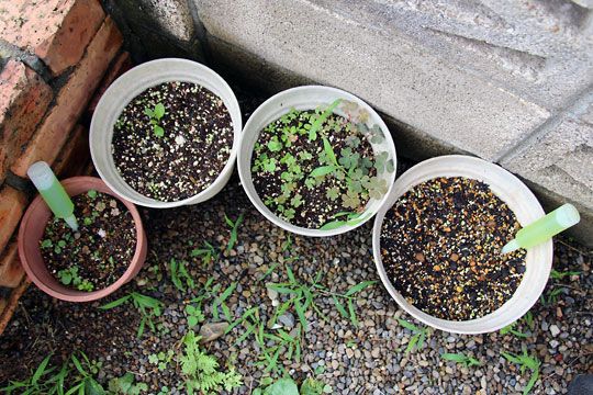 f:id:takahikonojima:20150704100224j:plain