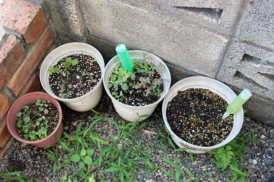 f:id:takahikonojima:20150725103601j:plain