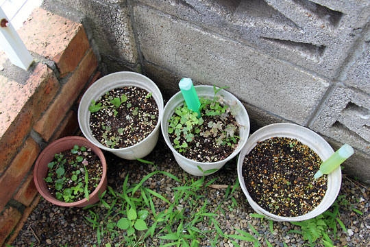 f:id:takahikonojima:20150725103615j:plain