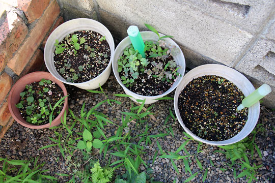 f:id:takahikonojima:20150725103642j:plain