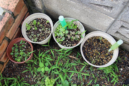 f:id:takahikonojima:20150725103656j:plain