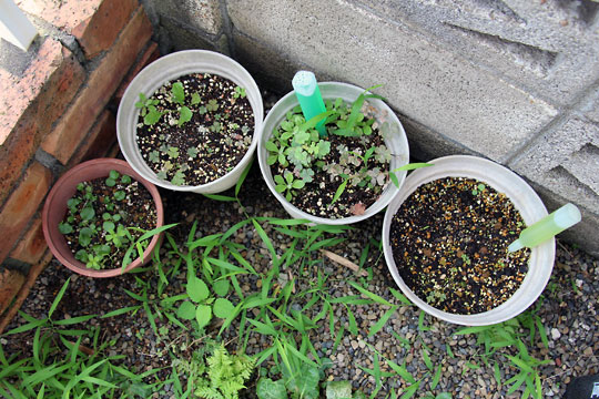 f:id:takahikonojima:20150725103713j:plain