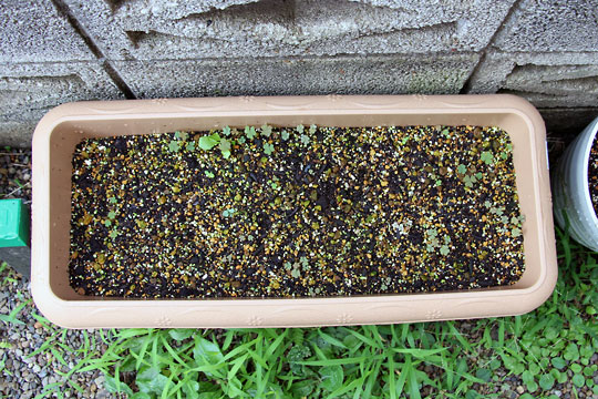 f:id:takahikonojima:20150725103732j:plain