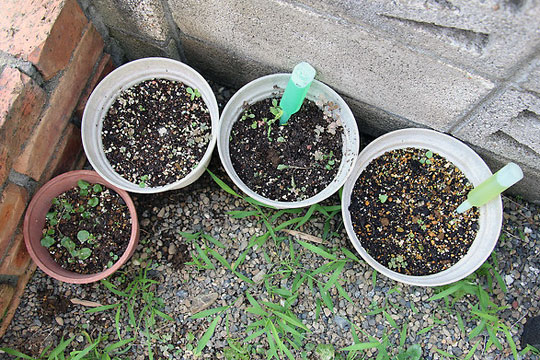 f:id:takahikonojima:20150806002728j:plain