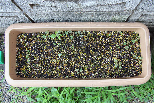 f:id:takahikonojima:20150806002736j:plain