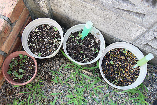 f:id:takahikonojima:20150806002742j:plain