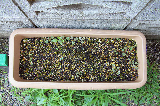 f:id:takahikonojima:20150806002751j:plain