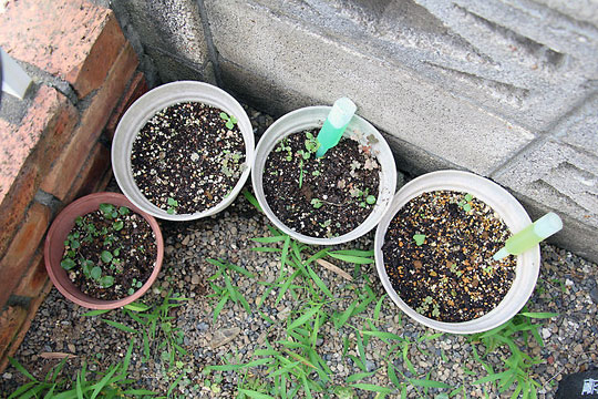 f:id:takahikonojima:20150806002757j:plain