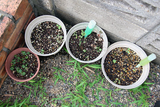 f:id:takahikonojima:20150806002812j:plain