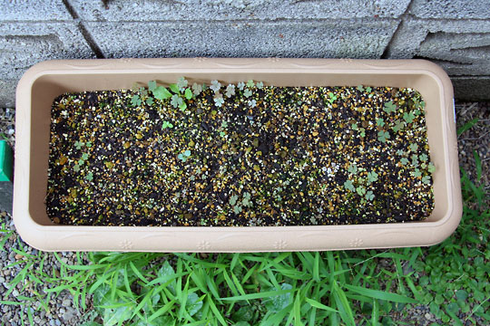 f:id:takahikonojima:20150806002820j:plain